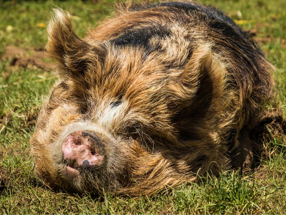 What's A Kunekune Pig - PORCINE | SATX Pet Pigs