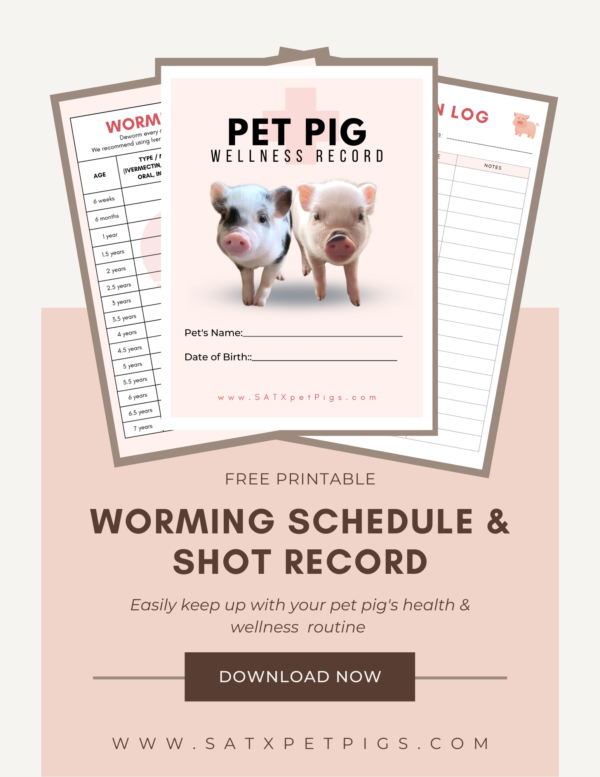 pet pig health care maintenance