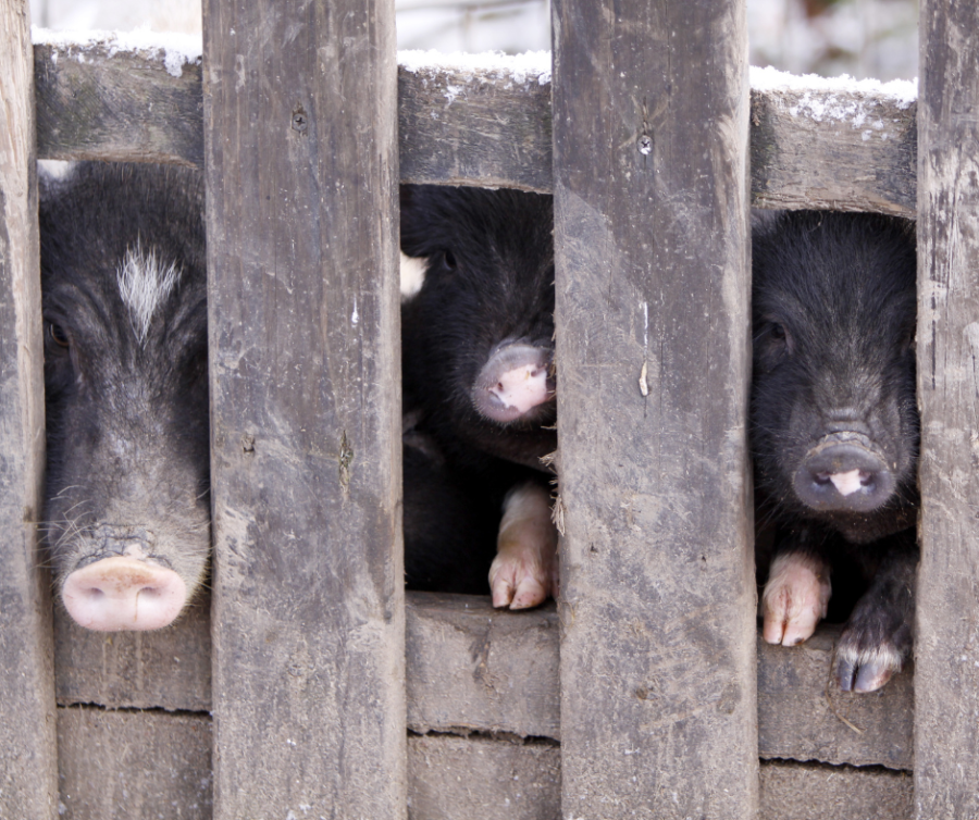 pigs behind bars