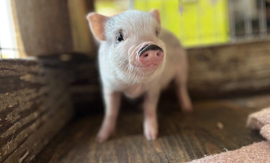pink mini pet pig