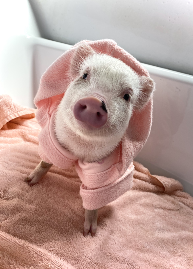 mini pet pig in a pink robe bath supplies