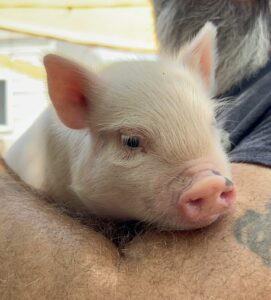 pink piglet mini pig for sale