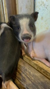 piglet for sale San Antonio, Texas SATX Pet Pigs