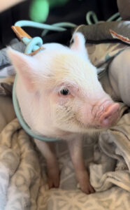 pink piglet for sale pig harness and leash