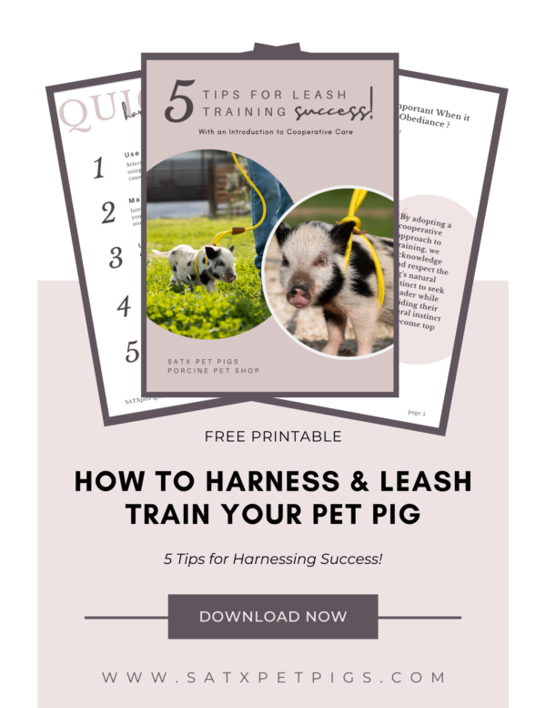 How to leash train a pig