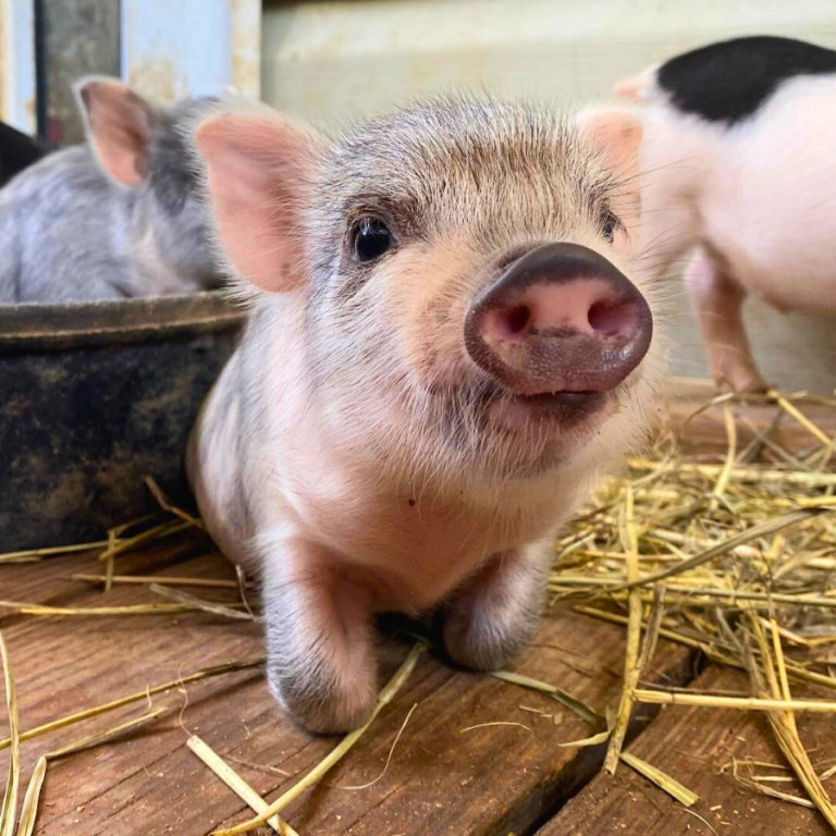 mini pet pig for sale in San Antonio, Texas