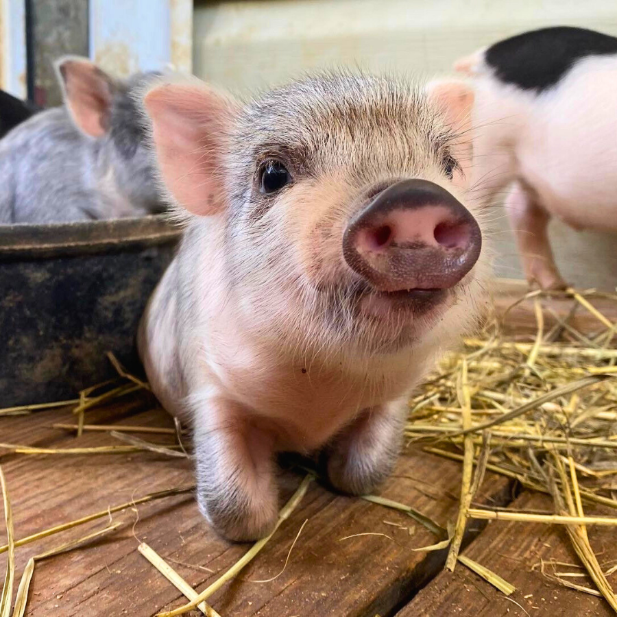 mini pet pig for sale in San Antonio, Texas