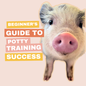 How to Potty Train Mini Pig