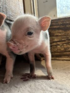 piglets for sale San Antonio, Texas