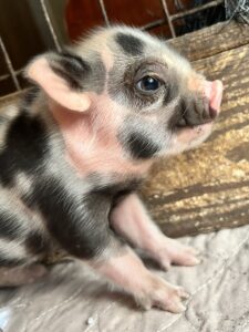 Juliana piglets for sale San Antonio, Texas