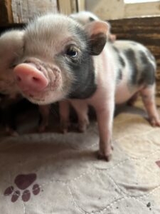 pig, piglet for sale in San Antonio, Texas