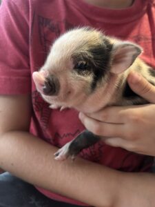 pig, piglet for sale in San Antonio, Texas