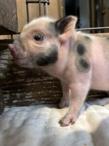 pig, piglet for sale in San Antonio, Texas