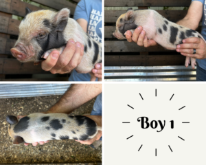 piglets for sale in San Antonio, Texas