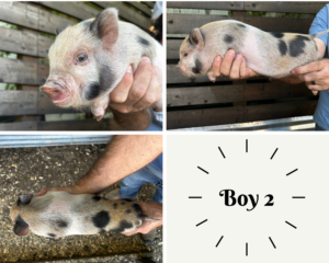 piglets for sale in San Antonio, Texas