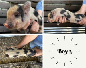 piglets for sale in San Antonio, Texas