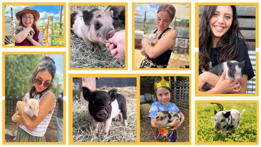 piglets for sale San Antonio