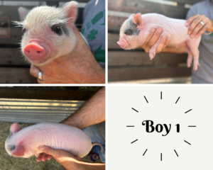 Mini piglets for sale in San Antonio Texas
