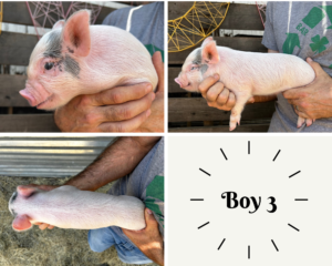 ADOPTED