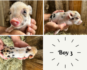 Piglets for sale in San Antonio, Texas