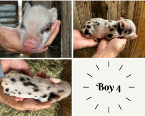 mini pig for sale San Antonio, Texas