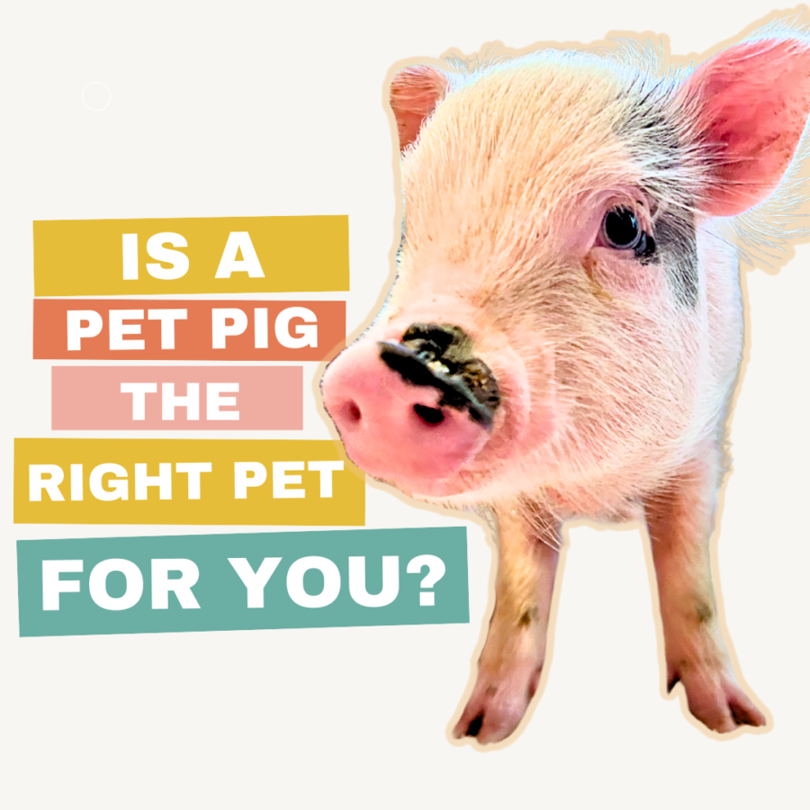 Is a pig the right pet for you
