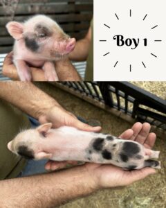 Male - AVAILABLE