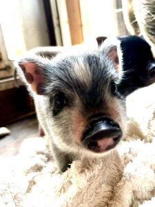 Female - Available